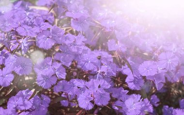  Bulanık arkaplan ve güneşte leylak çiçekleri. 