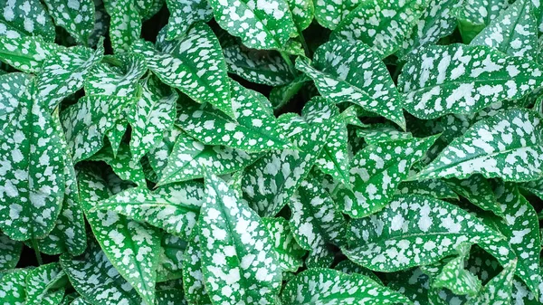 Groene Bladeren Van Hypoestes Als Een Natuurlijke Abstracte Achtergrond Hoge — Stockfoto