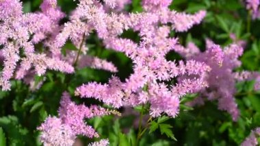  Astilba çiçekleri hareket halinde