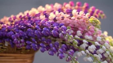  İki kız kardeş evde oynuyor, merdivenleri tırmanıyor, yatağın ikinci katında.