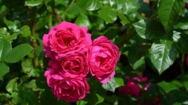  İki kız kardeş evde oynuyor, merdivenleri tırmanıyor, yatağın ikinci katında.