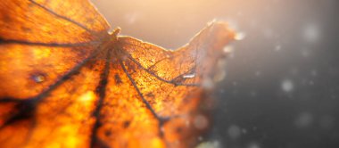 Güneşteki yaprağın bulanık yakın çekim görüntüsü ve sönmüş ışıklar. Yüksek kalite fotoğraf