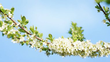 Mavi gökyüzünün arka planında beyaz çiçekli bulanık bir dal. Yüksek kalite fotoğraf
