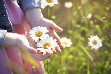 Bulanık küçük kızın elleri papatyaları tutuyor. Yüksek kalite fotoğraf