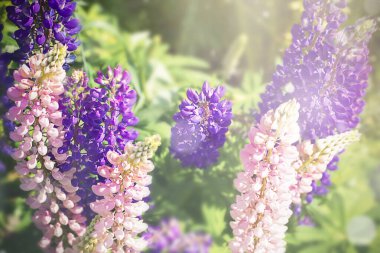 Yaz güneşli bir günde pembe ve mor lupinlerin bulanık arkaplanı. Yüksek kalite fotoğraf