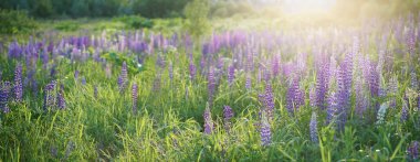  Bulanık yaz afişi, çim, çiçek ve güneş ışığı. Yüksek kalite fotoğraf