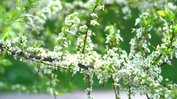 Blommande körsbär gren på våren trädgård mot ofokuserad grönt gräs bakgrund. — Stockvideo