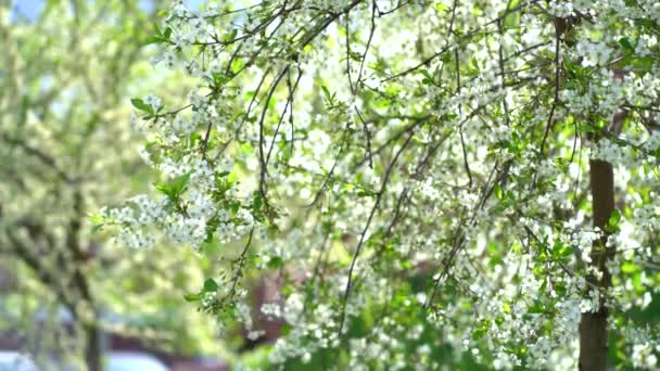 Kvetoucí strom nad přírodou. Jarní květiny, Jarní pozadí — Stock video