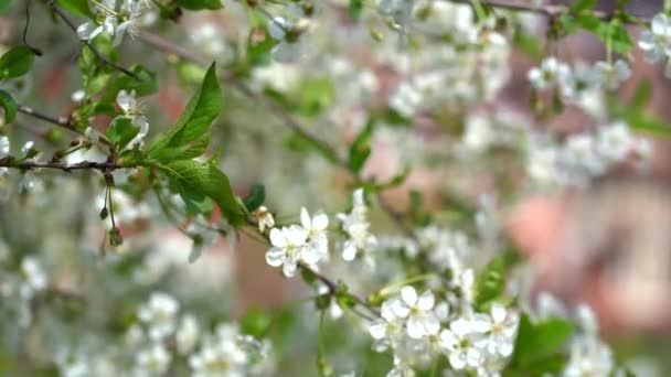 Flores blancas en las ramas de un árbol en un bonito día soleado con un cielo azul en el fondo a principios de primavera — Vídeo de stock