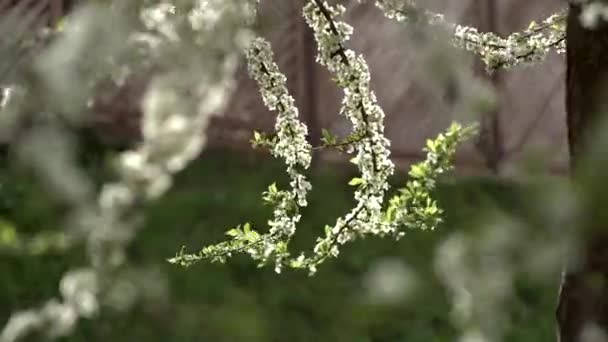 Baharın erken saatlerinde güneşli bir günde bir ağacın dallarında beyaz çiçekler. — Stok video