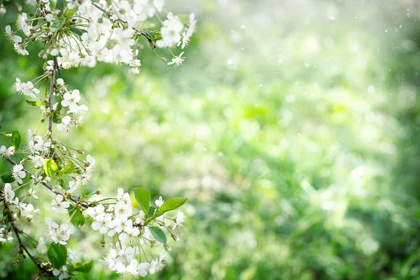 Selektiver Fokus Der Zweige Eines Blühenden Apfelbaums Weiße Knospen Als — Stockfoto