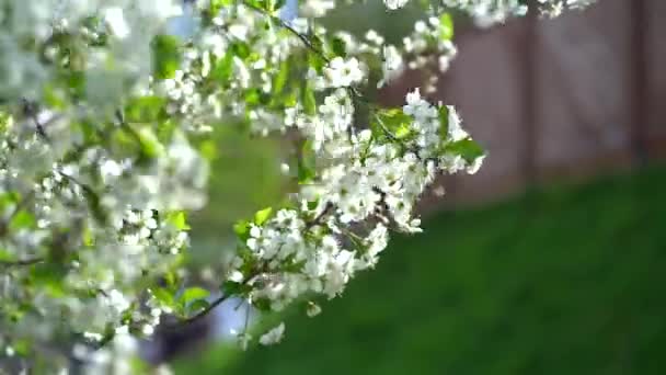 Цветущая ветвь яблони в весеннем саду на неориентированном зеленом фоне. — стоковое видео