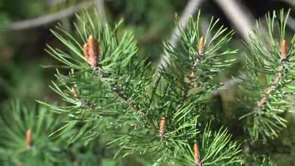 Branches d'épinette avec de jeunes cônes un jour de printemps — Video