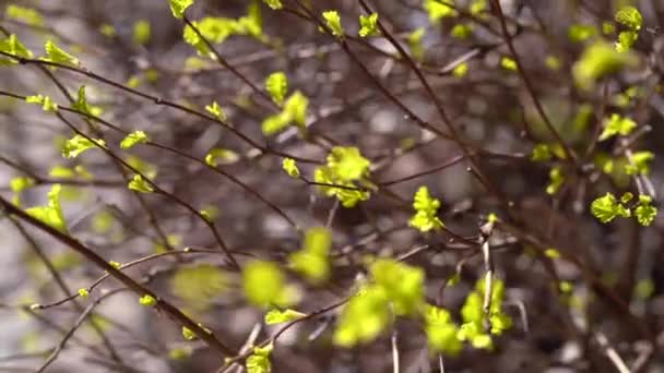 Pequeñas hojas jóvenes en primavera — Vídeos de Stock