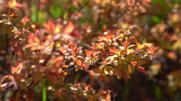 Zbliżenie natura widok pomarańczowy liść Forsycji na świetle słonecznym z miejsca kopiowania — Wideo stockowe