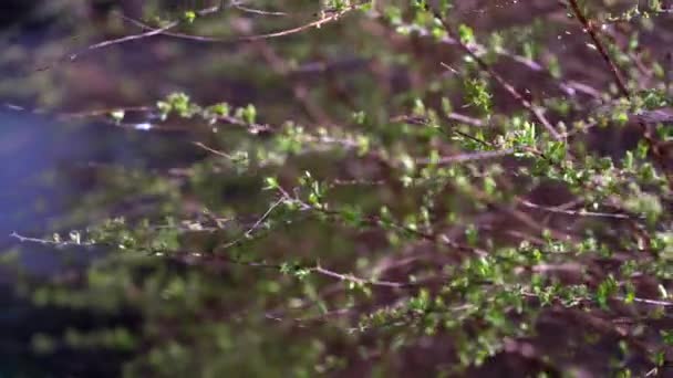 Fondo natural de primavera, ramas con pequeñas hojas balanceándose en el viento. — Vídeo de stock
