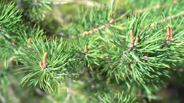 Branches d'épinette avec de jeunes cônes un jour de printemps — Video