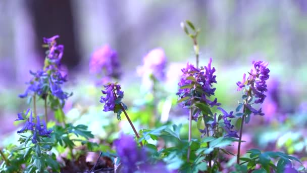 Ormanda mor leylak çiçekleri olan bahar arkaplanı. — Stok video