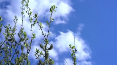 Genç yapraklı dallar bulutlu mavi gökyüzüne karşı. Bahar arkaplanı