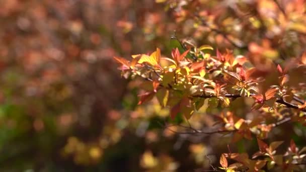Detailní pohled na přírodu oranžového listu Forsythie na slunci s kopírovacím prostorem — Stock video