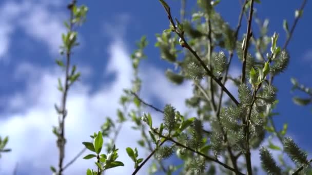Branches with young leaves against a blue sky with clouds. Spring background — Stock Video