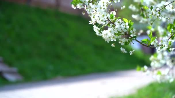 Suddig flicka dotter springer längs stigen, blommande träd runt. Vår i Europa — Stockvideo