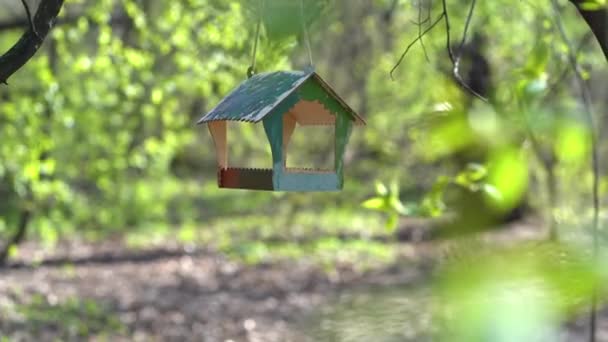 Karmik dla ptaków wiszący na drzewie. Zielony drewniany domek dla ptaków wiosną. — Wideo stockowe