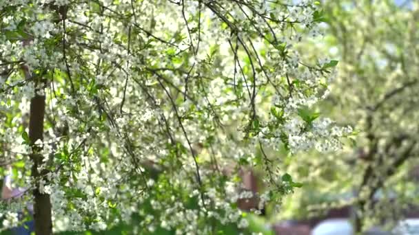 Kvetoucí jabloně větev na jarní zahradě proti nesoustředěné zelené trávy pozadí. — Stock video