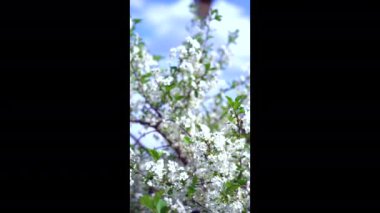 Çiçek açan elma kiraz ağacının dalları, ilkbaharın sembolü olarak beyaz tomurcuklar