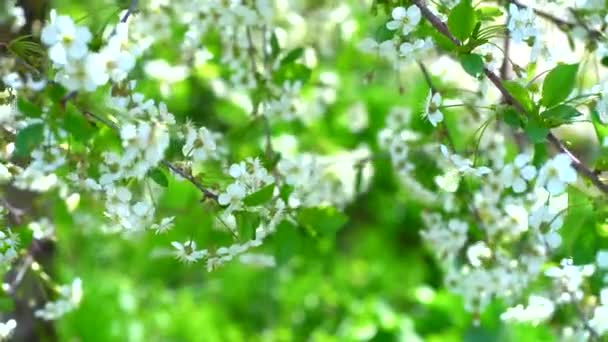 Takken van een bloeiende appelkersenboom, witte knoppen als symbool van de lente — Stockvideo