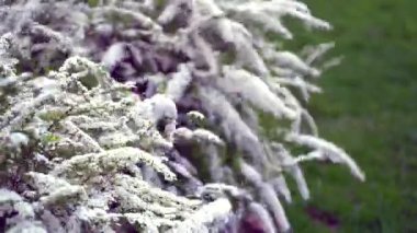 Rüzgâr dalları rüzgarda beyaz çiçeklerle sallıyor. Spirea spira