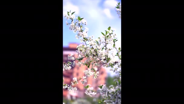 Takken van een bloeiende appelkersenboom, witte knoppen als symbool van de lente — Stockvideo