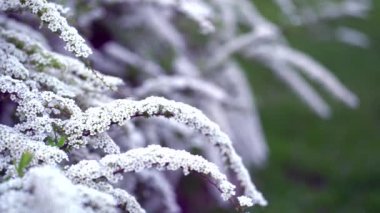 Rüzgâr dalları rüzgarda beyaz çiçeklerle sallıyor. Spirea spira