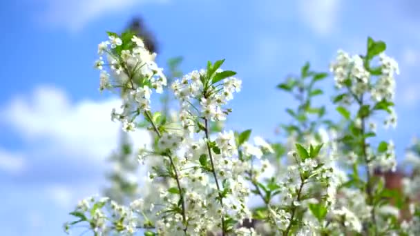 Takken van een bloeiende appelkersenboom, witte knoppen als symbool van de lente — Stockvideo