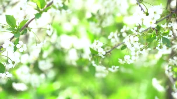 盛开的苹果树的枝条，白色的芽作为春天的象征 — 图库视频影像