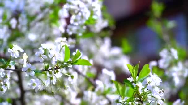 Grenar av ett blommande äppelkörsbärsträd, vita knoppar som en symbol för våren — Stockvideo