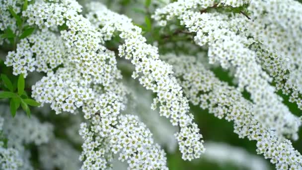 The wind shakes branches with white flowers in the wind. Spirea spira — Stock Video