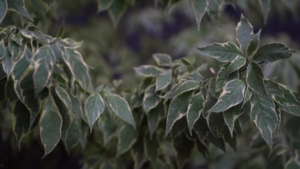 Gevarieerde plant onder de regen — Stockvideo