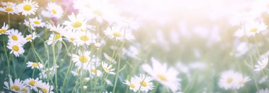 Bulanık Daisy güneş ışığıyla aydınlanıyor. Yaz dönemi. Yüksek kalite fotoğraf