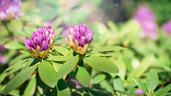 自然界中紫色紫色的花模糊不清 高质量的照片 — 图库照片