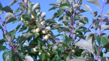  Bir elma ağacının dalları gökyüzüne karşı. Mavi arka planda güneşli bahçede ağaç dallarında asılı duran elmalar. Dallarda sulu yeşil elmalar var. Elma bahçesinde olgun yeşil elmalar. Bahçeden elma toplayın..
