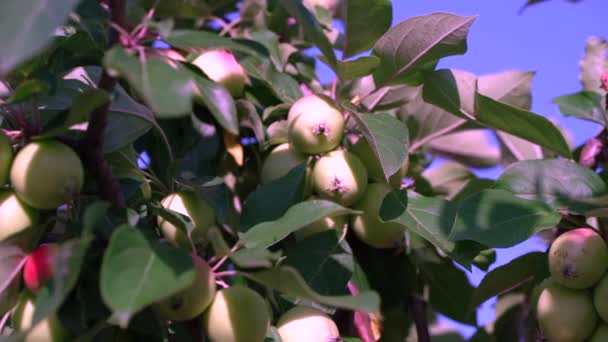 Branches Pommier Contre Ciel Riping Pommes Suspendues Sur Les Branches — Video