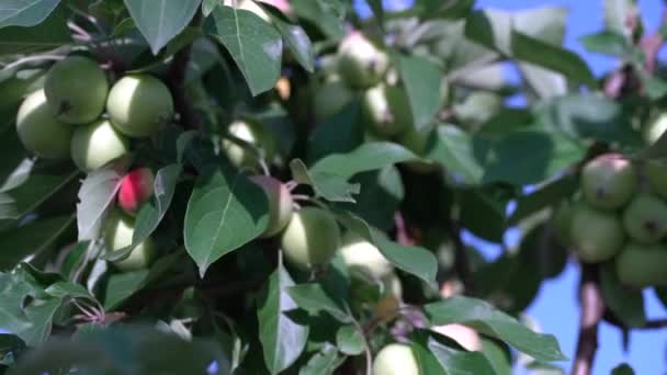 Branches Pommier Contre Ciel Riping Pommes Suspendues Sur Les Branches — Video
