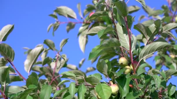 Takken Van Een Appelboom Tegen Lucht Ripende Appels Hangend Aan — Stockvideo