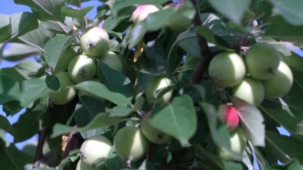 Filialer Ett Äppelträd Mot Himlen Rippa Äpplen Hängande Trädgrenar Solig — Stockvideo