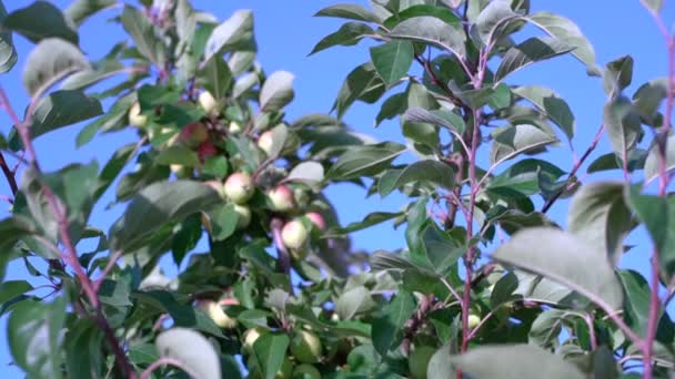 一棵苹果树的枝条靠着天空 在蓝天背景的阳光明媚的花园里 把苹果挂在树枝上 树枝上有多汁的绿色苹果 苹果园里成熟的青苹果 在花园里收获苹果 — 图库视频影像