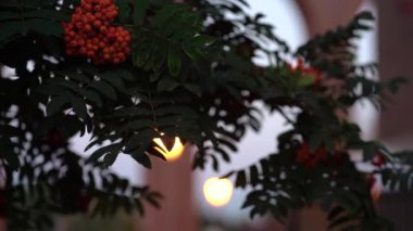 Rowan ağacında bulanık Rowan meyveleri. Akşamları Sorbus aucuparia.