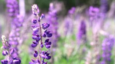 Bulanık Lupinus, lupin, mor ve mavi çiçekli lupin tarlası.