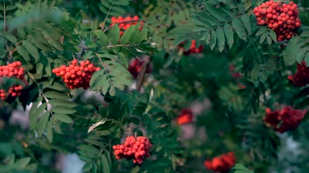 Ягоды Роуэн Рябиновом Дереве Sorbus Aucuparia Tree Sick — стоковое видео