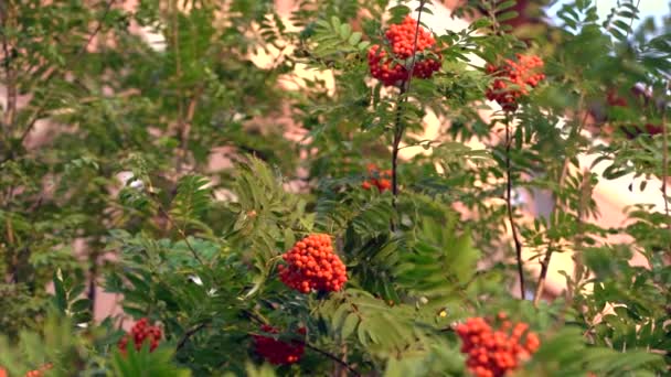 秋天的季节 秋季收获概念 秋排浆果在树枝上 罗文浆果的惊人好处 罗文浆果酸 但丰富的维生素C 红浆果和叶子在分支特写 — 图库视频影像